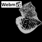 NH MER36 264 Gorilla gorilla gorilla calcaneus right ct stack movie