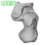 NH MER36 264 Gorilla gorilla gorilla calcaneus right ply