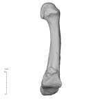 NH MER36 264 Gorilla gorilla gorilla metatarsal fifth right medial