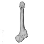 NH MER36 264 Gorilla gorilla gorilla metatarsal fifth right plantar