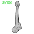 NH MER36 264 Gorilla gorilla gorilla metatarsal fifth right ply