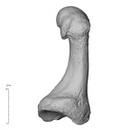 NH MER36 264 Gorilla gorilla gorilla metatarsal first right medial