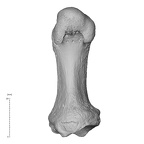 NH MER36 264 Gorilla gorilla gorilla metatarsal first right plantar