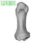 NH MER36 264 Gorilla gorilla gorilla metatarsal first right ply