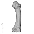 NH MER36 264 Gorilla gorilla gorilla metatarsal fourth right medial