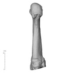 NH MER36 264 Gorilla gorilla gorilla metatarsal fourth right plantar