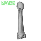 NH MER36 264 Gorilla gorilla gorilla metatarsal fourth right ply