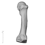 NH MER36 264 Gorilla gorilla gorilla metatarsal second right medial