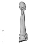 NH MER36 264 Gorilla gorilla gorilla metatarsal second right plantar