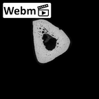 NH MER36 264 Gorilla gorilla gorilla metatarsal second right ct stack movie