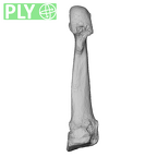 NH MER36 264 Gorilla gorilla gorilla metatarsal second right ply