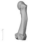 NH MER36 264 Gorilla gorilla gorilla metatarsal third right medial