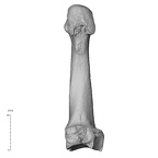 NH MER36 264 Gorilla gorilla gorilla metatarsal third right plantar