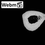 NH MER36 264 Gorilla gorilla gorilla metatarsal third right ct stack movie