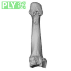 NH MER36 264 Gorilla gorilla gorilla metatarsal third right ply