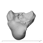 NH CAM1 230 Gorilla gorilla gorilla capitate left radial