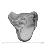 NH CAM1 230 Gorilla gorilla gorilla capitate left ulnar