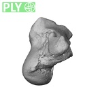NH CAM1 230 Gorilla gorilla gorilla capitate left ply