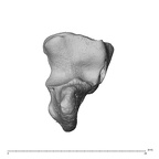 NH CAM1 230 Gorilla gorilla gorilla hamate left distal