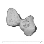 NH CAM1 230 Gorilla gorilla gorilla hamate left ulnar