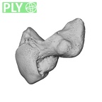 NH CAM1 230 Gorilla gorilla gorilla hamate left ply