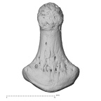 NH CAM1 230 Gorilla gorilla gorilla hand phalanx fifth distal left palmar