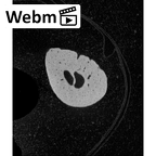 NH CAM1 230 Gorilla gorilla gorilla hand phalanx fifth distal left ct stack movie