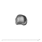 NH CAM1 230 Gorilla gorilla gorilla hand phalanx fifth proximal left distal