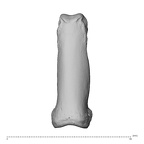 NH CAM1 230 Gorilla gorilla gorilla hand phalanx fifth proximal left dorsal