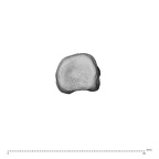 NH CAM1 230 Gorilla gorilla gorilla hand phalanx fifth proximal left proximal
