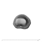 NH CAM1 230 Gorilla gorilla gorilla hand phalanx first proximal left distal