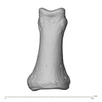 NH CAM1 230 Gorilla gorilla gorilla hand phalanx first proximal left dorsal