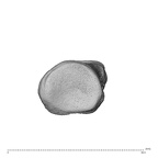 NH CAM1 230 Gorilla gorilla gorilla hand phalanx first proximal left proximal