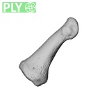 NH CAM1 230 Gorilla gorilla gorilla hand phalanx first proximal left ply