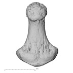 NH CAM1 230 Gorilla gorilla gorilla hand phalanx fourth distal left palmar
