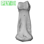 NH CAM1 230 Gorilla gorilla gorilla hand phalanx fourth middle left ply