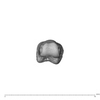 NH CAM1 230 Gorilla gorilla gorilla hand phalanx fourth proximal left distal