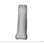NH CAM1 230 Gorilla gorilla gorilla hand phalanx fourth proximal left dorsal
