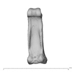 NH CAM1 230 Gorilla gorilla gorilla hand phalanx fourth proximal left palmar