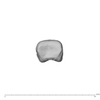 NH CAM1 230 Gorilla gorilla gorilla hand phalanx fourth proximal left proximal