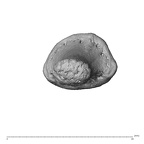 NH CAM1 230 Gorilla gorilla gorilla hand phalanx second distal left distal