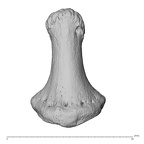 NH CAM1 230 Gorilla gorilla gorilla hand phalanx second distal left dorsal