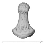 hand phalanx second distal left