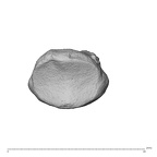 NH CAM1 230 Gorilla gorilla gorilla hand phalanx second distal left proximal