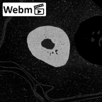 NH CAM1 230 Gorilla gorilla gorilla hand phalanx second distal left ct stack movie