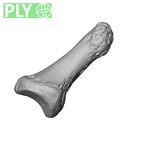 NH CAM1 230 Gorilla gorilla gorilla hand phalanx second distal left ply