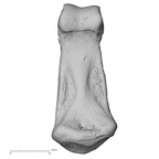 NH CAM1 230 Gorilla gorilla gorilla hand phalanx second middle left palmar