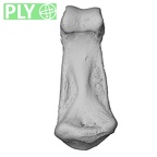 NH CAM1 230 Gorilla gorilla gorilla hand phalanx second middle left ply