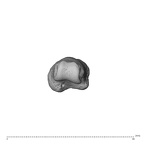 NH CAM1 230 Gorilla gorilla gorilla hand phalanx second proximal left distal