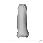 NH CAM1 230 Gorilla gorilla gorilla hand phalanx second proximal left dorsal